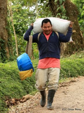 Presentan  Estrategia Nacional para el Desarrollo de la Caficultura
