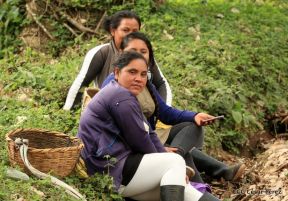 Presentan  Estrategia Nacional para el Desarrollo de la Caficultura