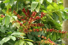 Presentan  Estrategia Nacional para el Desarrollo de la Caficultura