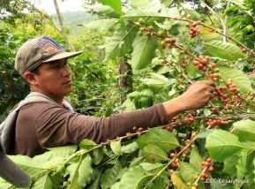 Presentan  Estrategia Nacional para el Desarrollo de la Caficultura