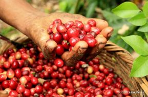 Presentan  Estrategia Nacional para el Desarrollo de la Caficultura