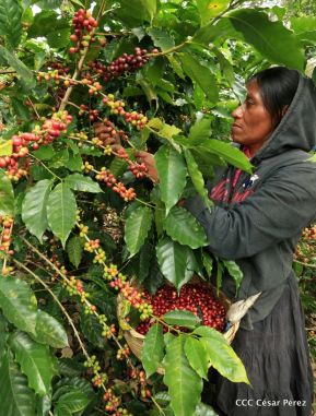 Presentan  Estrategia Nacional para el Desarrollo de la Caficultura