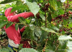 Presentan  Estrategia Nacional para el Desarrollo de la Caficultura