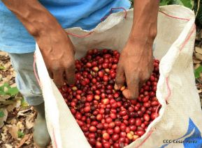 Presentan  Estrategia Nacional para el Desarrollo de la Caficultura