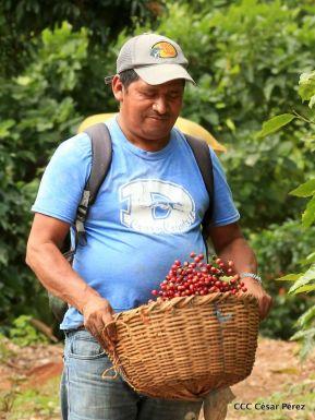 Presentan  Estrategia Nacional para el Desarrollo de la Caficultura