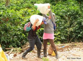 Presentan  Estrategia Nacional para el Desarrollo de la Caficultura