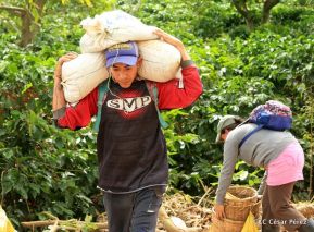 Presentan  Estrategia Nacional para el Desarrollo de la Caficultura