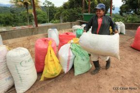 Presentan  Estrategia Nacional para el Desarrollo de la Caficultura