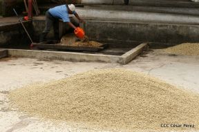 Presentan  Estrategia Nacional para el Desarrollo de la Caficultura