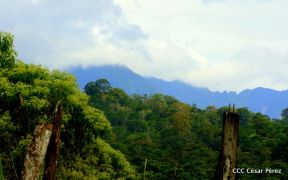 Presentan  Estrategia Nacional para el Desarrollo de la Caficultura