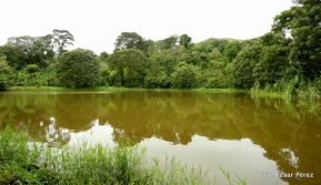 Presentan  Estrategia Nacional para el Desarrollo de la Caficultura