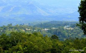 Presentan  Estrategia Nacional para el Desarrollo de la Caficultura