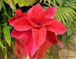 Presentan  Estrategia Nacional para el Desarrollo de la Caficultura