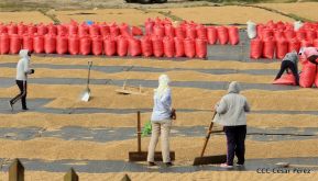 Presentan  Estrategia Nacional para el Desarrollo de la Caficultura