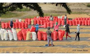 Presentan  Estrategia Nacional para el Desarrollo de la Caficultura