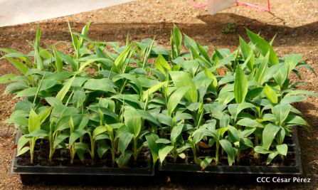 Nicaragua da la bienvenida a la cosecha de plátanos