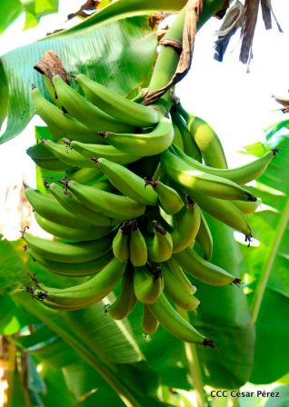 Nicaragua da la bienvenida a la cosecha de plátanos