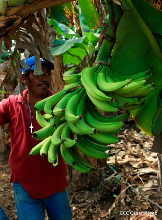 Nicaragua da la bienvenida a la cosecha de plátanos