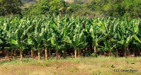 Nicaragua da la bienvenida a la cosecha de plátanos