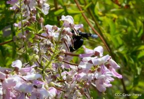 Inauguración del mirador y restaurante El Balcón en el volcán Masaya