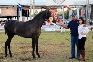 Nicaragua ostenta la mejor genética del caballo español durante la FERPRE 2014