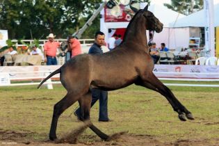 Nicaragua ostenta la mejor genética del caballo español durante la FERPRE 2014