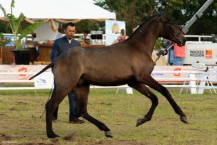 Nicaragua ostenta la mejor genética del caballo español durante la FERPRE 2014