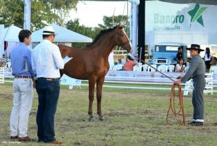 Nicaragua ostenta la mejor genética del caballo español durante la FERPRE 2014