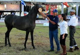 Nicaragua ostenta la mejor genética del caballo español durante la FERPRE 2014