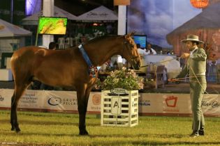 Nicaragua ostenta la mejor genética del caballo español durante la FERPRE 2014