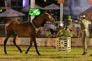 Nicaragua ostenta la mejor genética del caballo español durante la FERPRE 2014