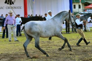 Nicaragua ostenta la mejor genética del caballo español durante la FERPRE 2014
