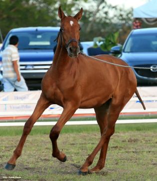 Nicaragua ostenta la mejor genética del caballo español durante la FERPRE 2014