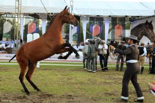 Nicaragua ostenta la mejor genética del caballo español durante la FERPRE 2014