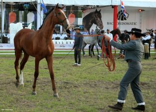 Nicaragua ostenta la mejor genética del caballo español durante la FERPRE 2014