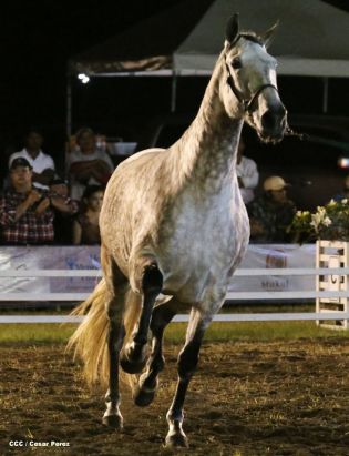 Show sinfónico ecuestre en la FERPRE 2014