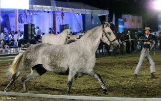 Show sinfónico ecuestre en la FERPRE 2014