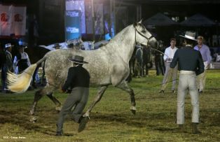 Show sinfónico ecuestre en la FERPRE 2014