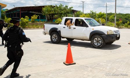 Nuestra Policía Nacional y su técnica canina para reforzar la seguridad ciudadana en Nicaragua
