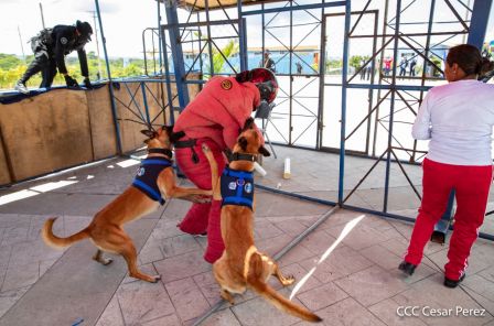 Nuestra Policía Nacional y su técnica canina para reforzar la seguridad ciudadana en Nicaragua