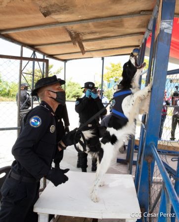 Nuestra Policía Nacional y su técnica canina para reforzar la seguridad ciudadana en Nicaragua