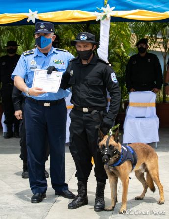 Nuestra Policía Nacional y su técnica canina para reforzar la seguridad ciudadana en Nicaragua