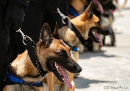Nuestra Policía Nacional y su técnica canina para reforzar la seguridad ciudadana en Nicaragua