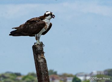Viacrucis Acuático de Granada