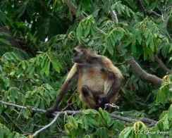 Viacrucis Acuático de Granada