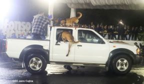 Desfile policial Centinelas de la Paz por el 42 aniversario de la Policía Nacional