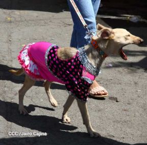 Familias de Masaya celebran la tradicional fiesta de San Lázaro