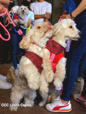 Familias de Masaya celebran la tradicional fiesta de San Lázaro