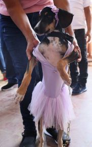 Familias de Masaya celebran la tradicional fiesta de San Lázaro