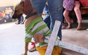 Familias de Masaya celebran la tradicional fiesta de San Lázaro